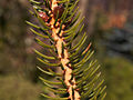 Picea torano IMG_4624 Świerk szydlasty